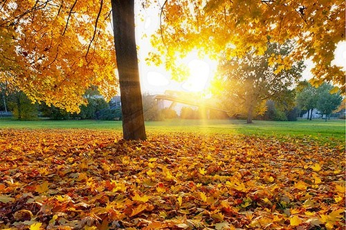 Syksynkeltainen vaahtera jonka läpi paistaa aurinko. Keltaisia lehtiä maassa ja puussa.